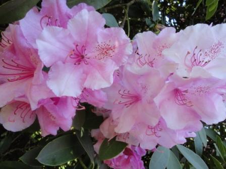 recycled rhodedendron