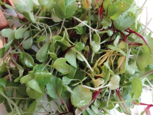 Organic microgreen salad