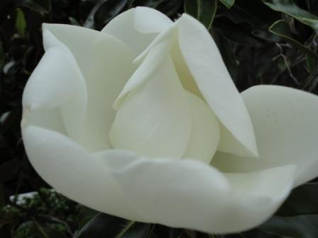 Magnolia Little Gem flower